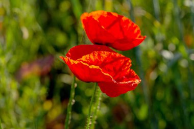 Vahşi tarlada kırmızı gelincikler çiçek açar. Odaklanmış kırmızı gelinciklerle dolu güzel bir tarla. Yumuşak ışık. Tonlama. Yaratıcı Yaratıcı İşlem Doğal Arkaplan
