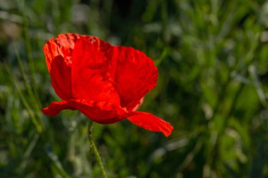 Vahşi tarlada kırmızı gelincikler çiçek açar. Odaklanmış kırmızı gelinciklerle dolu güzel bir tarla. Yumuşak ışık. Tonlama. Yaratıcı Yaratıcı İşlem Doğal Arkaplan