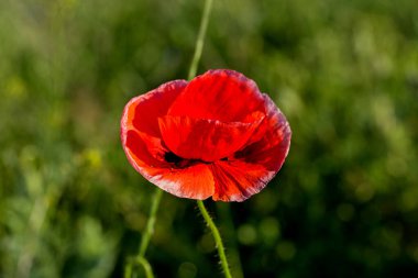 Vahşi tarlada kırmızı gelincikler çiçek açar. Odaklanmış kırmızı gelinciklerle dolu güzel bir tarla. Yumuşak ışık. Tonlama. Yaratıcı Yaratıcı İşlem Doğal Arkaplan