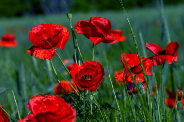 Vahşi tarlada kırmızı gelincikler çiçek açar. Odaklanmış kırmızı gelinciklerle dolu güzel bir tarla. Yumuşak ışık. Tonlama. Yaratıcı Yaratıcı İşlem Doğal Arkaplan