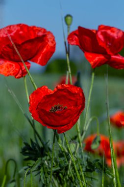 Vahşi tarlada kırmızı gelincikler çiçek açar. Odaklanmış kırmızı gelinciklerle dolu güzel bir tarla. Yumuşak ışık. Tonlama. Yaratıcı Yaratıcı İşlem Doğal Arkaplan