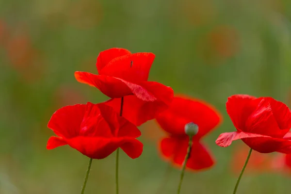 Flowers Red Poppies Bloom Wild Field Beautiful Field Red Poppies — Stock Photo, Image