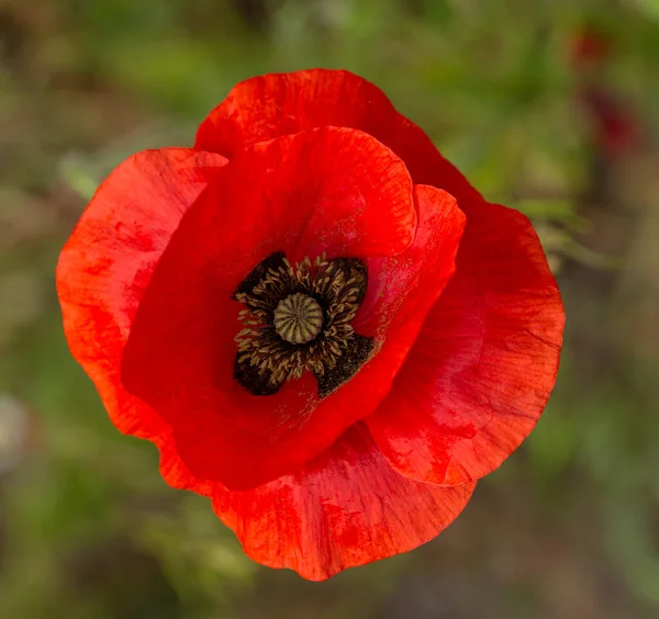 Flores Poppies Vermelhas Florescem Campo Selvagem Belo Campo Papoilas Vermelhas — Fotografia de Stock