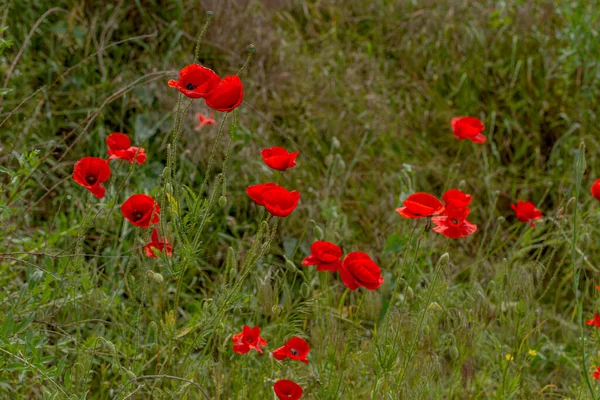 Bunga Bunga Bunga Poppy Merah Mekar Alam Liar Bidang Indah — Stok Foto