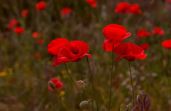 Flores Poppies Vermelhas Florescem Campo Selvagem Belo Campo Papoilas Vermelhas — Fotografia de Stock