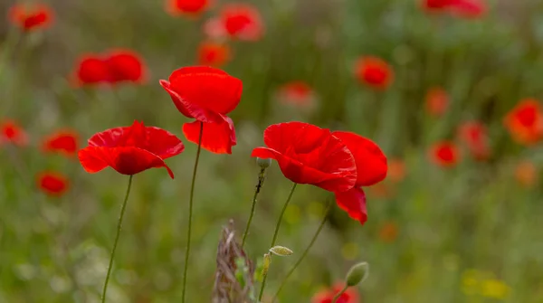 野地里盛开着红色的罂粟 美丽的红罂粟场 重点突出 柔和的光 Toning 创意处理自然背景 — 图库照片