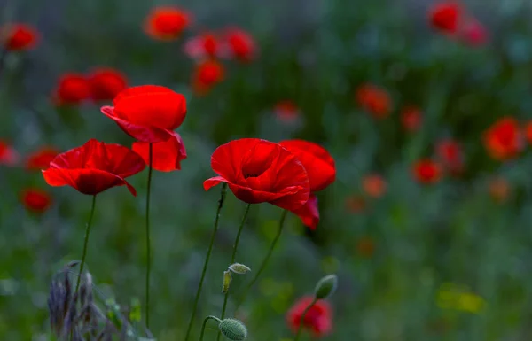 Fiori Papaveri Rossi Fioriscono Campo Selvatico Bellissimo Campo Papaveri Rossi — Foto Stock