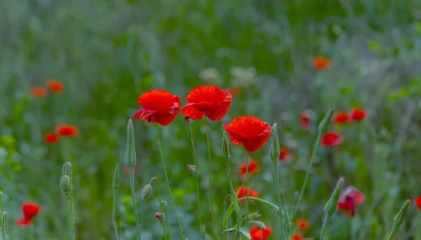 Flowers Red Poppies Bloom Wild Field Beautiful Field Red Poppies — Stock Photo, Image