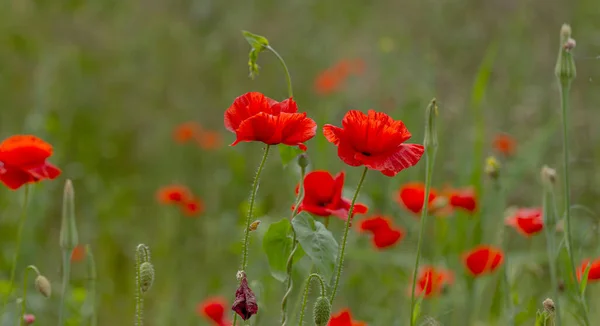 Flowers Red Poppies Bloom Wild Field Beautiful Field Red Poppies — Stock Photo, Image