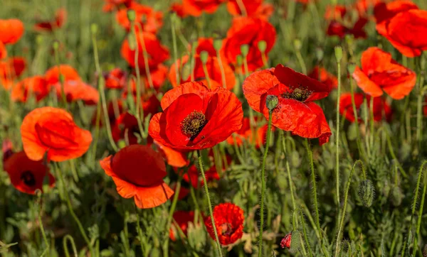 Flores Poppies Vermelhas Florescem Campo Selvagem Belo Campo Papoilas Vermelhas — Fotografia de Stock