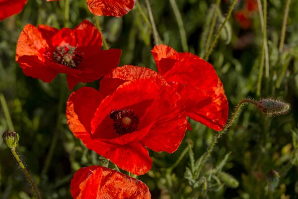 Flowers Red Poppies Bloom Wild Field Beautiful Field Red Poppies — Stock Photo, Image