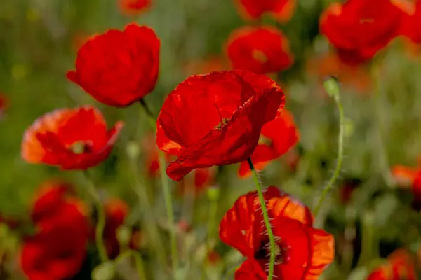 Bloemen Rode Papavers Bloeien Het Wild Veld Mooi Veld Van — Stockfoto