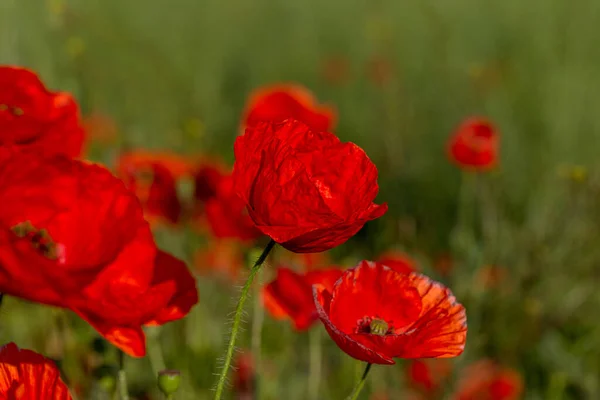 Цветы Красные Маки Цветут Диком Поле Поле Красных Пятен Выделенным — стоковое фото