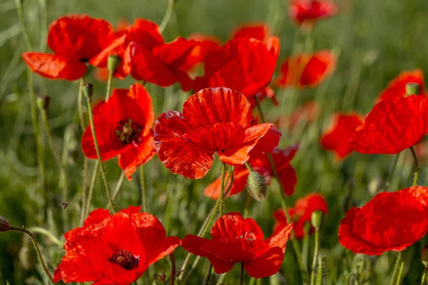 Bloemen Rode Papavers Bloeien Het Wild Veld Mooi Veld Van — Stockfoto