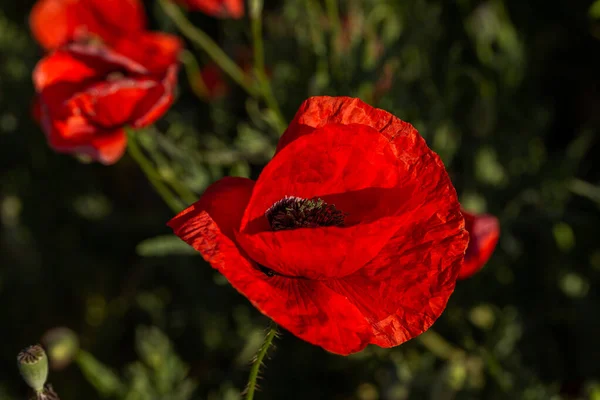 Flores Poppies Vermelhas Florescem Campo Selvagem Belo Campo Papoilas Vermelhas — Fotografia de Stock