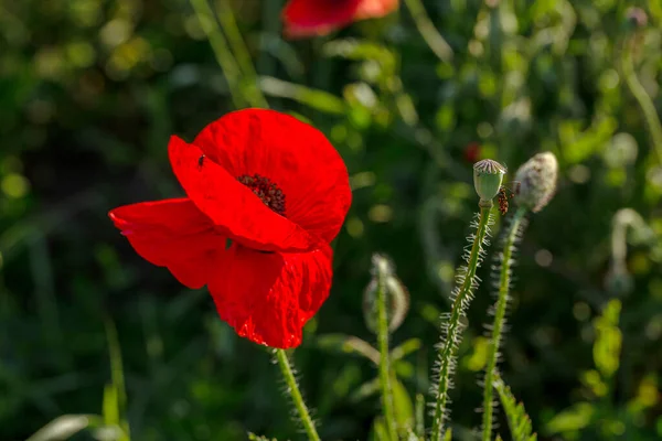 Bloemen Rode Papavers Bloeien Het Wild Veld Mooi Veld Van — Stockfoto