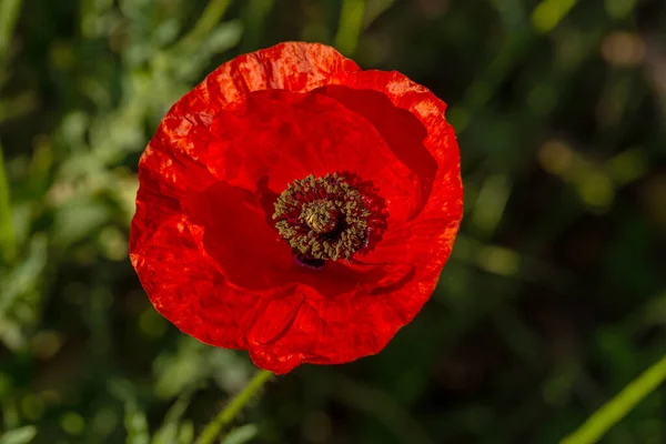 Bloemen Rode Papavers Bloeien Het Wild Veld Mooi Veld Van — Stockfoto