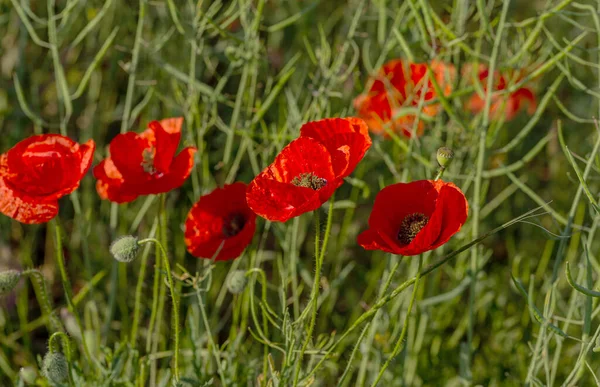 Flores Poppies Vermelhas Florescem Campo Selvagem Belo Campo Papoilas Vermelhas — Fotografia de Stock