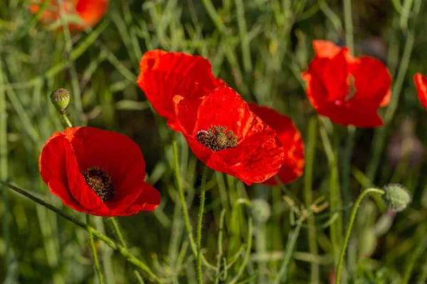 Blommor Röda Vallmo Blommar Vilda Fält Vackert Fält Röda Vallmo — Stockfoto