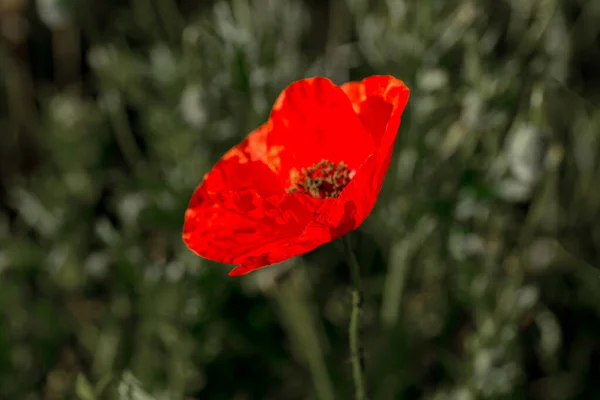 Divokém Poli Kvetou Červené Máky Krásné Pole Červených Máků Zvýrazněným — Stock fotografie