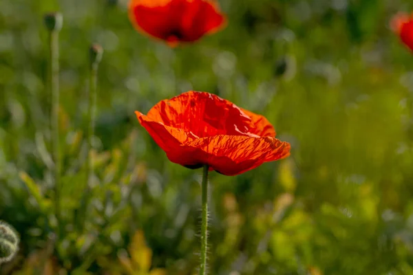 Wilden Feld Blühen Rote Mohnblumen Schönes Feld Von Roten Mohnblumen — Stockfoto