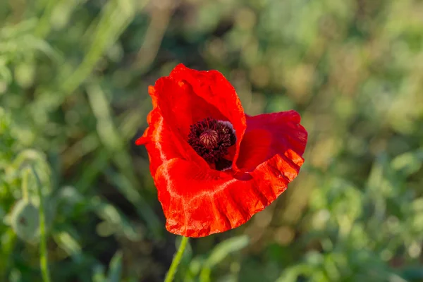 Bloemen Rode Papavers Bloeien Het Wild Veld Mooi Veld Van — Stockfoto