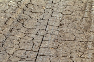 Çatlak Dünya. Kurak arazi koşulları, küresel ısınma ve ekoloji nedeniyle toprak yüzeyindeki çatlaklar toprağın küçülmesinden kaynaklanıyor. Ölümcül kuraklık. Çatlak zeminde büyüyen ağaç