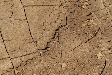 Çatlak Dünya. Kurak arazi koşulları, küresel ısınma ve ekoloji nedeniyle toprak yüzeyindeki çatlaklar toprağın küçülmesinden kaynaklanıyor. Ölümcül kuraklık. Çatlak zeminde büyüyen ağaç