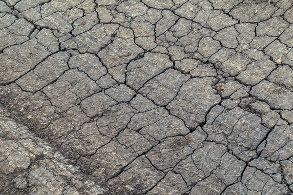 Terre Fissurée Concept Les Fissures Surface Terre Changent Raison Rétrécissement — Photo