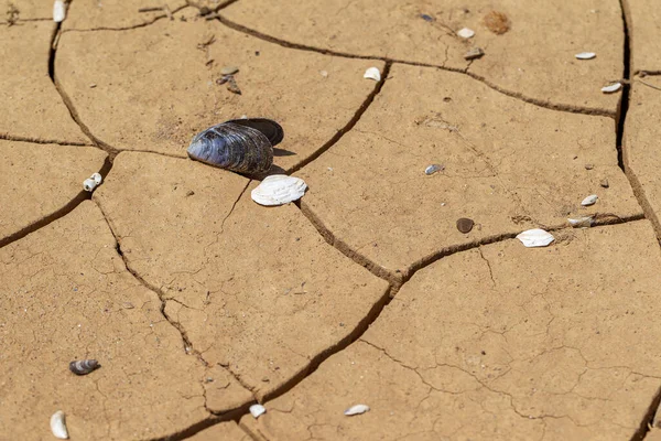 Cracked Earth. Concept: Cracks on surface of earth change as result of shrinkage of dirt due to arid conditions of terrain, global warming, ecology. Deadly drought. Tree growing on cracked ground