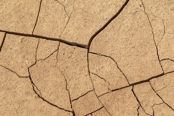 地球を破壊した 地球温暖化 生態系の乾燥状態のために土の収縮の結果として 地球の表面の変化の亀裂 干ばつだ 割れた地面に生えている木 — ストック写真