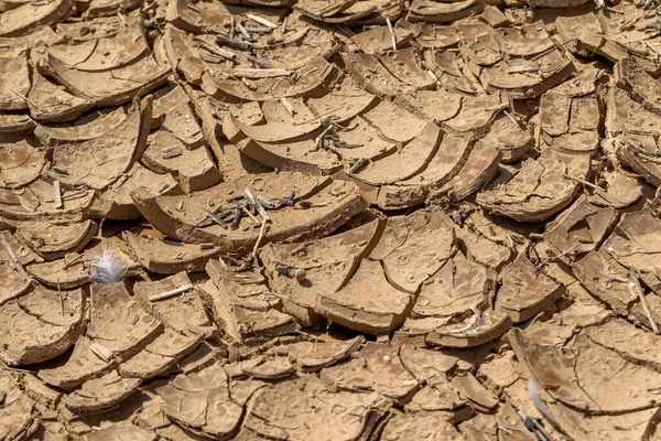 Cracked Earth. Concept: Cracks on surface of earth change as result of shrinkage of dirt due to arid conditions of terrain, global warming, ecology. Deadly drought. Tree growing on cracked ground