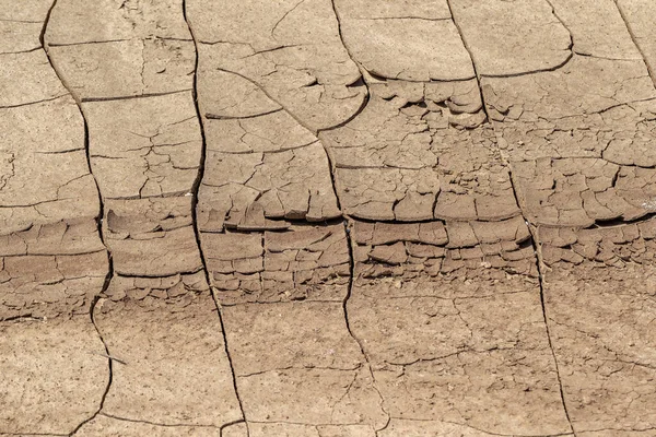 地球を破壊した 地球温暖化 生態系の乾燥状態のために土の収縮の結果として 地球の表面の変化の亀裂 干ばつだ 割れた地面に生えている木 — ストック写真