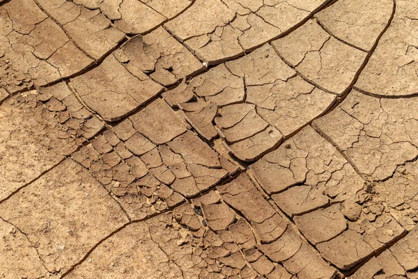 Cracked Earth. Concept: Cracks on surface of earth change as result of shrinkage of dirt due to arid conditions of terrain, global warming, ecology. Deadly drought. Tree growing on cracked ground