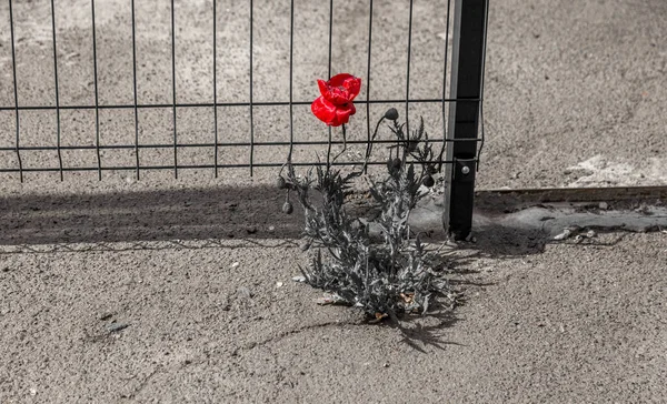 Φωτεινή Κόκκινη Παπαρούνα Μεγαλώνει Από Άσφαλτο Λουλούδι Μέσα Από Άσφαλτο — Φωτογραφία Αρχείου