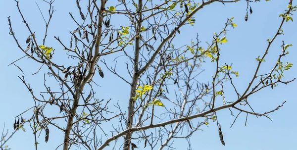 Dürre Trockener Baum Kann Nach Schneelosem Winter Aufgrund Mangelnder Feuchtigkeit — Stockfoto