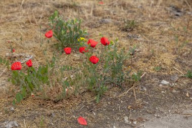 Parlak kırmızı gelincik asfalttan büyür, asfalttan çiçeğe geçer. Bireysellik ve adanmışlık dışında, yoldaki yalnız çiçek. Her koşulda yaşama ve hayatta kalma açlığının sembolü.