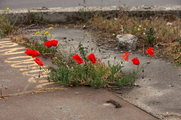 Bright red poppy grows from asphalt, flower through asphalt. oncept of individuality and dedication, lonely flower on road. Symbol of thirst for life and survival in all conditions
