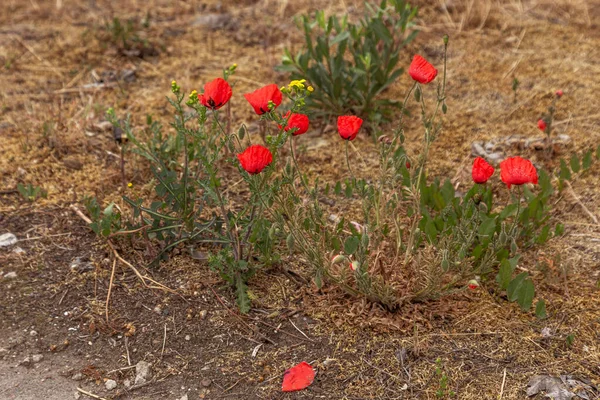 Heldere Rode Papaver Groeit Van Asfalt Bloem Door Asfalt Oncept — Stockfoto