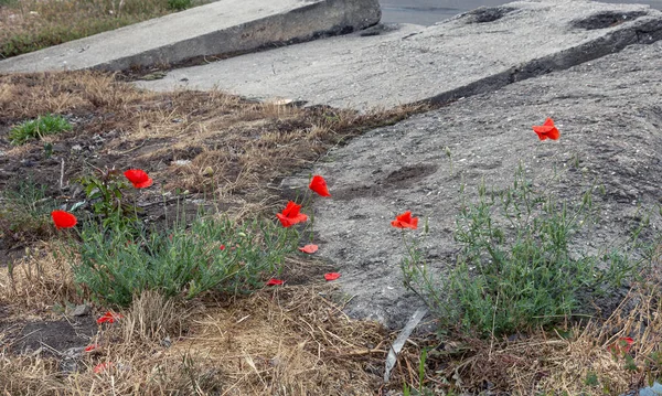 Bright red poppy grows from asphalt, flower through asphalt. oncept of individuality and dedication, lonely flower on road. Symbol of thirst for life and survival in all conditions