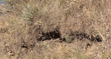 Karadeniz kıyısındaki heyelan bölgesi. Deniz taşı kabuğu. Yağmur mevsiminde doğal afetler bölgesi. Büyük toprak kütleleri tepenin yamacında kayıp evleri yok ediyor. Heyelan - yaşam tehdidi