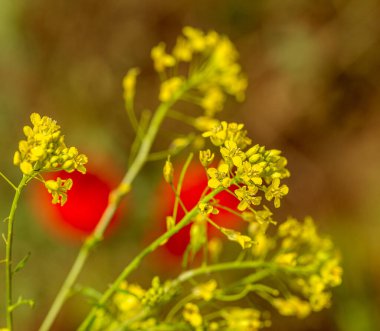 Kırsal alan, yağ tohumu tecavüzü, biyoyakıt. Yumuşak odaklanma. Teknik ürünler. Sarı çiçekli, olgunlaşan bir ırz düşmanı tarlada