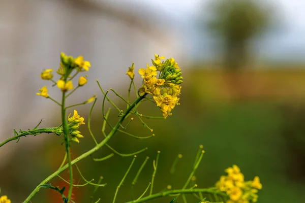 Paisagem Rural Colza Biocombustível Foco Suave Culturas Técnicas Floração Amarela — Fotografia de Stock