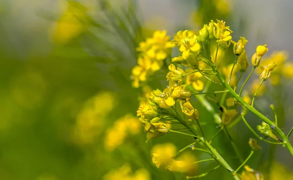 Rural Landscape Oilseed Rape Biofuel Soft Focus Technical Crop Yellow — Stock Photo, Image