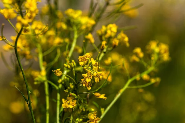 Rural Landscape Oilseed Rape Biofuel Soft Focus Technical Crop Yellow — Stock Photo, Image