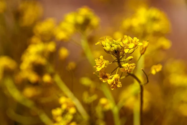 Rural Landscape Oilseed Rape Biofuel Soft Focus Technical Crop Yellow — Stock Photo, Image