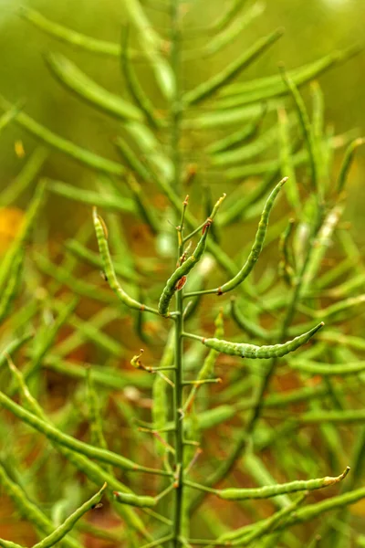 Ländliche Landschaft Raps Biokraftstoff Weicher Fokus Technische Ernte Gelbe Blüte — Stockfoto