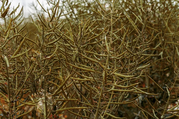 乡村风景 油菜籽 生物燃料 集中精神技术作物 农田里的黄花 成熟的菜籽 — 图库照片