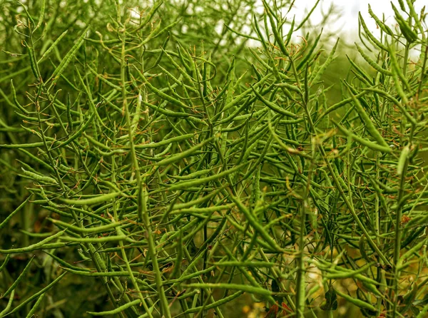 Paisagem Rural Colza Biocombustível Foco Suave Culturas Técnicas Floração Amarela — Fotografia de Stock