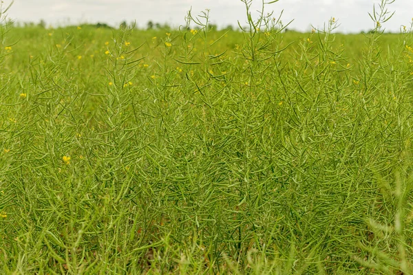 乡村风景 油菜籽 生物燃料 集中精神技术作物 农田里的黄花 成熟的菜籽 — 图库照片